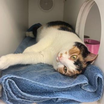 Enlarge Ethel, a Adoptable Domestic Short Hair in Philadelphia, PA image 5/6