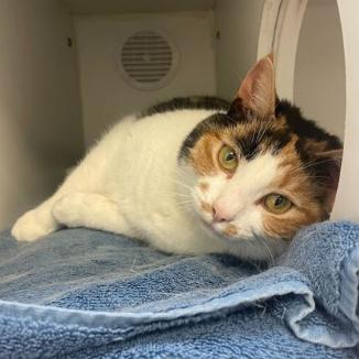 Enlarge Ethel, a Adoptable Domestic Short Hair in Philadelphia, PA image 6/6