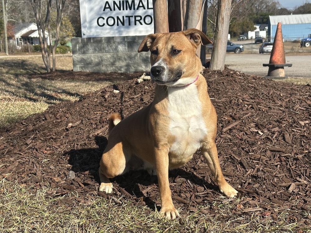 Sadie, Adoptable, Young Female Labrador Retriever & Mountain Cur.