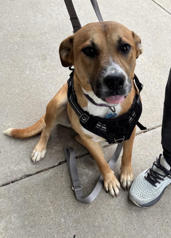 Enlarge Sadie, a Adoptable mixed breed in Greenbelt, MD image 2/6