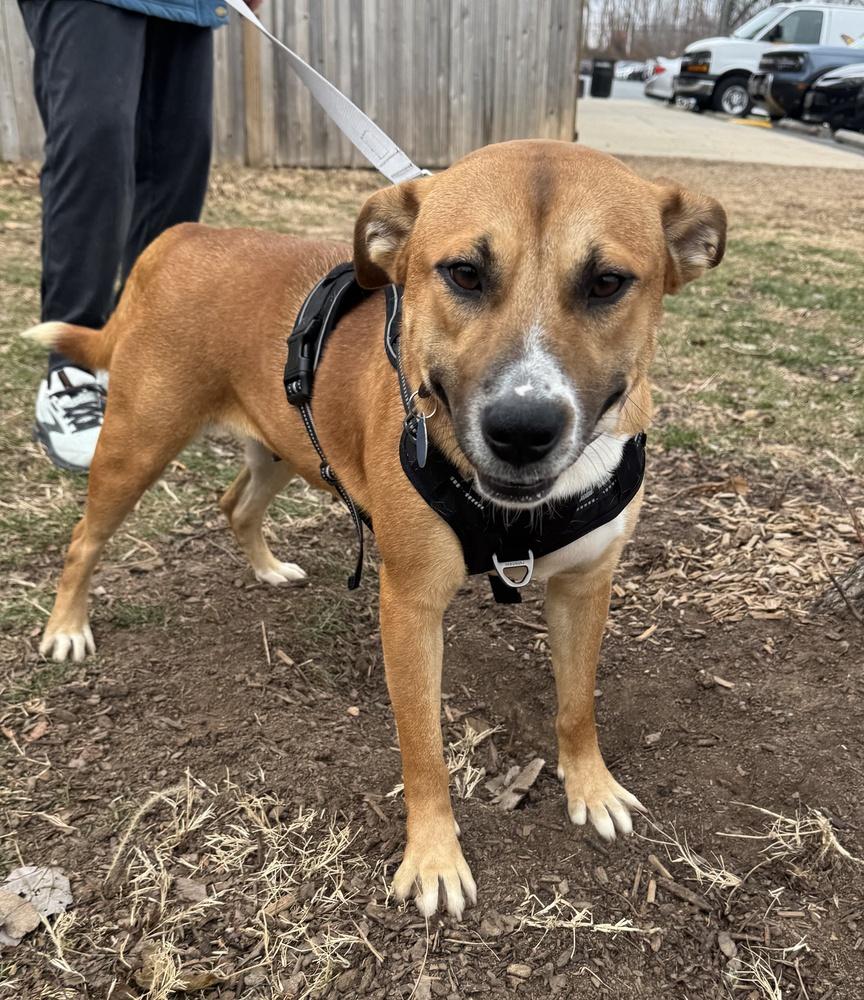 Enlarge Sadie, a Adoptable mixed breed in Greenbelt, MD image 4/6