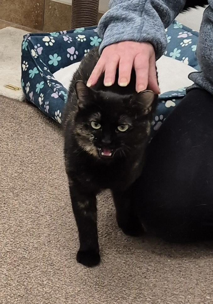 Enlarge Coco, a Adoptable mixed breed in South Bend, IN image 3/6