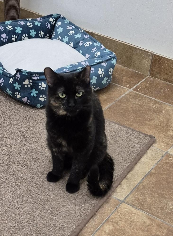 Enlarge Coco, a Adoptable mixed breed in South Bend, IN image 4/6