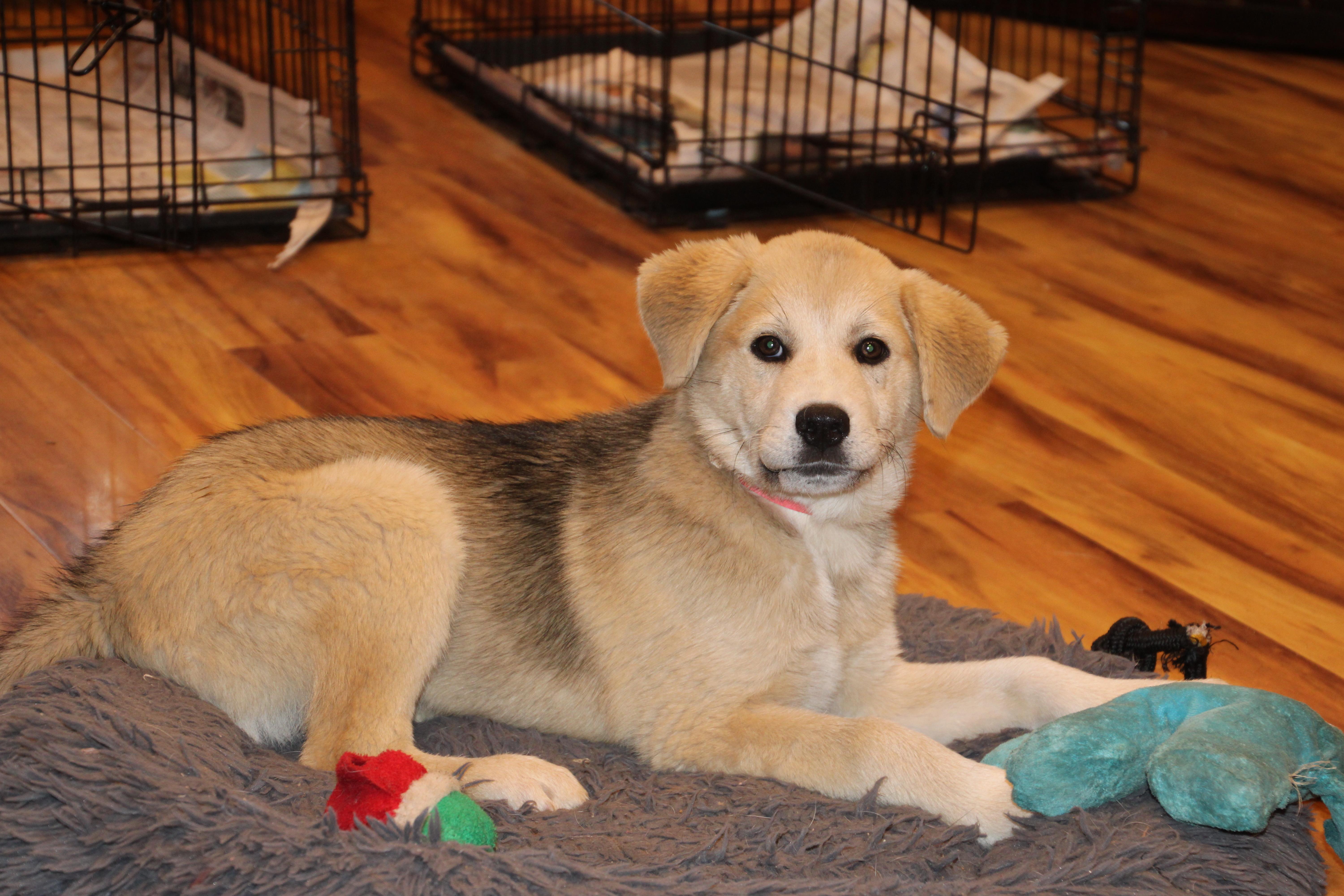 Enlarge Myla, a Adoptable mixed breed in Brooklyn , NY image 2/5