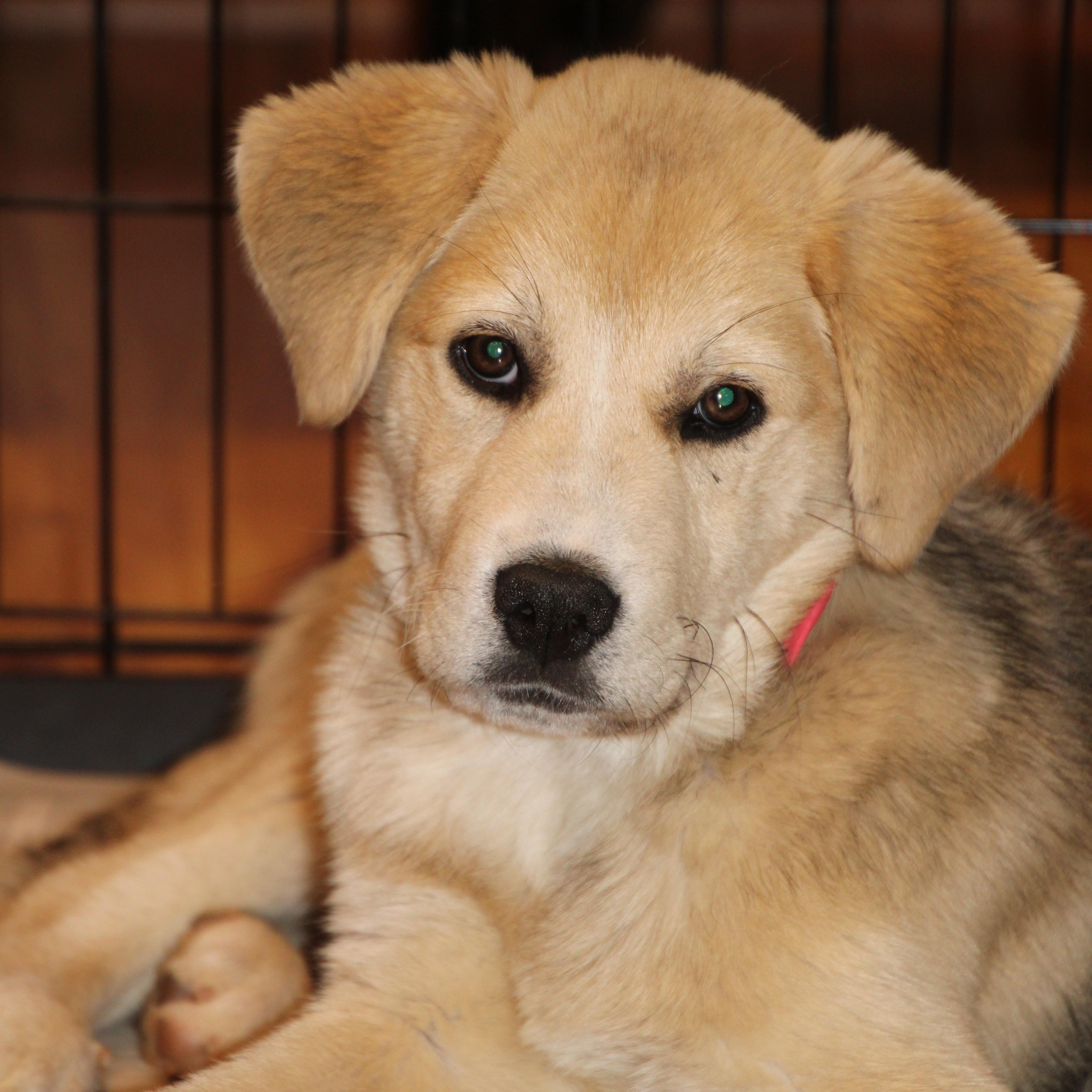 Enlarge Myla, a Adoptable mixed breed in Brooklyn , NY image 1/5