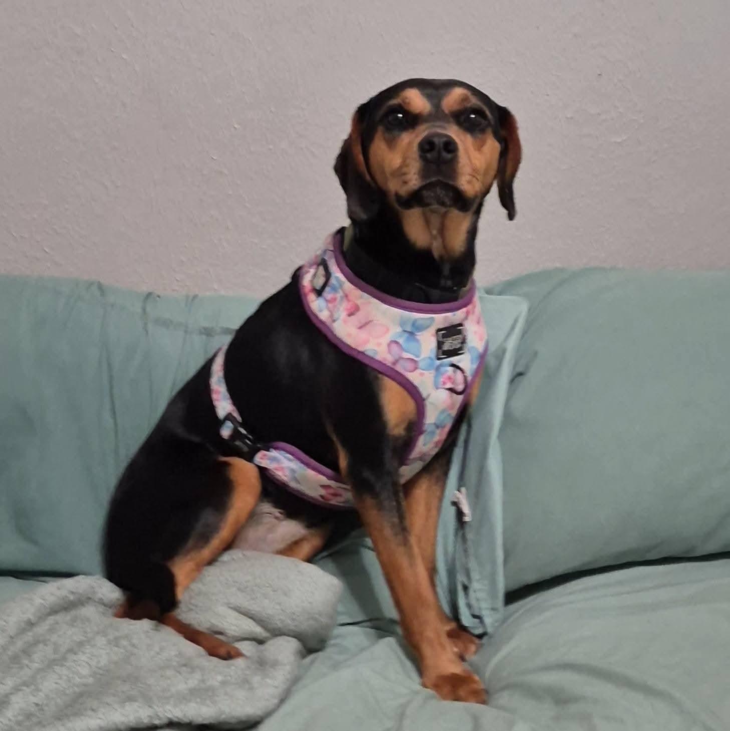 Mabel Jayne, Adopted, Young Female Beagle.