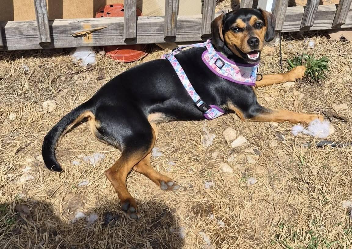 Mabel Jayne, a Adopted Beagle in Clinton, MI image 2/3