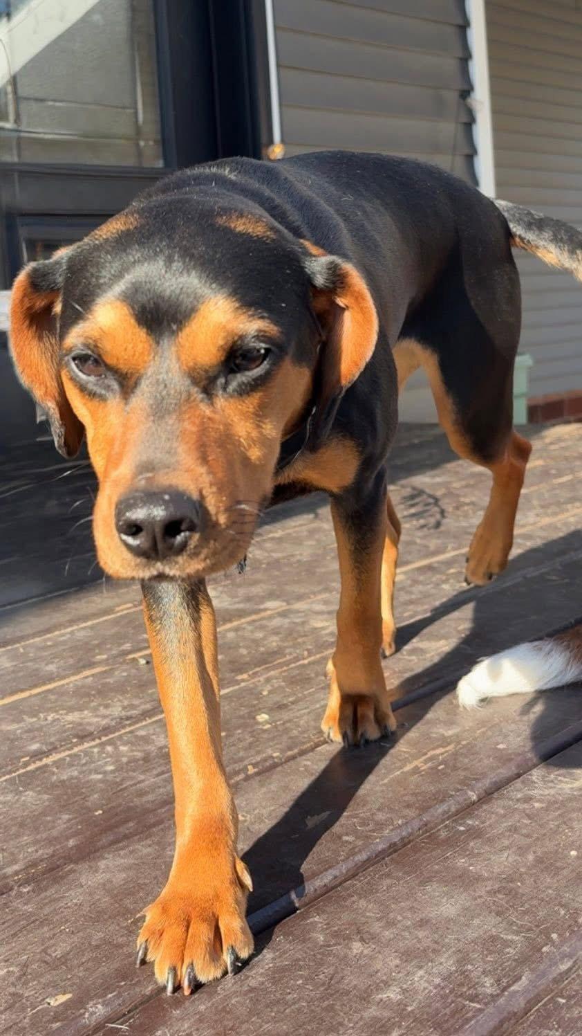 Mabel Jayne, a Adopted Beagle in Clinton, MI image 3/3