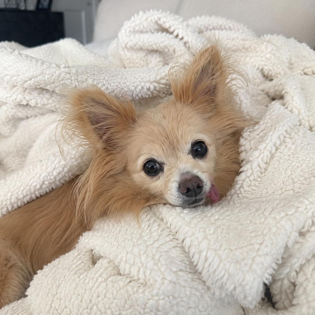 Fluffy, adopted, Senior Female Papillon & Yorkshire Terrier.