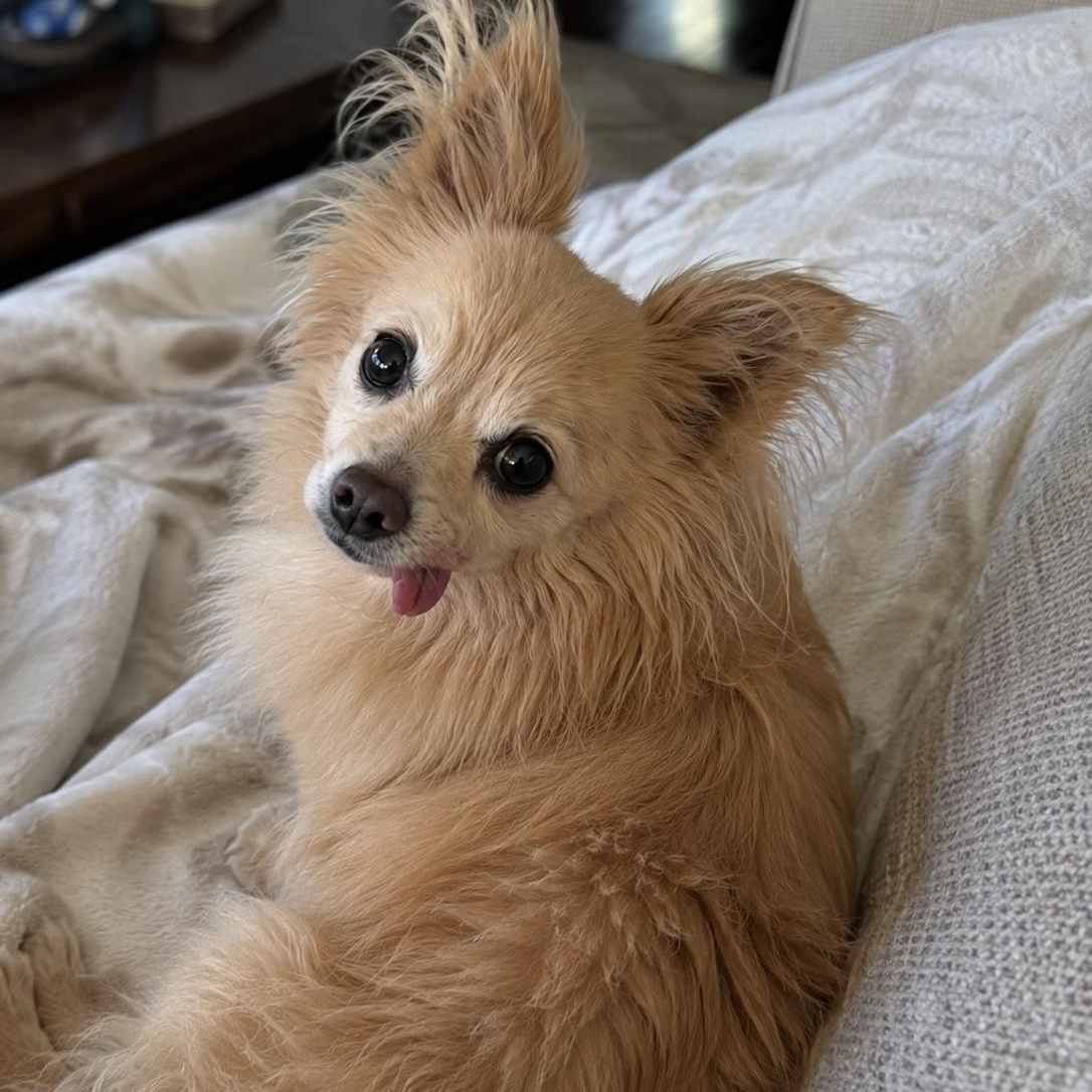 Fluffy, an adopted mixed breed in Mount Prospect, IL image 5/6