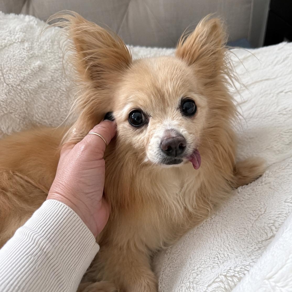 Fluffy, an adopted mixed breed in Mount Prospect, IL image 6/6