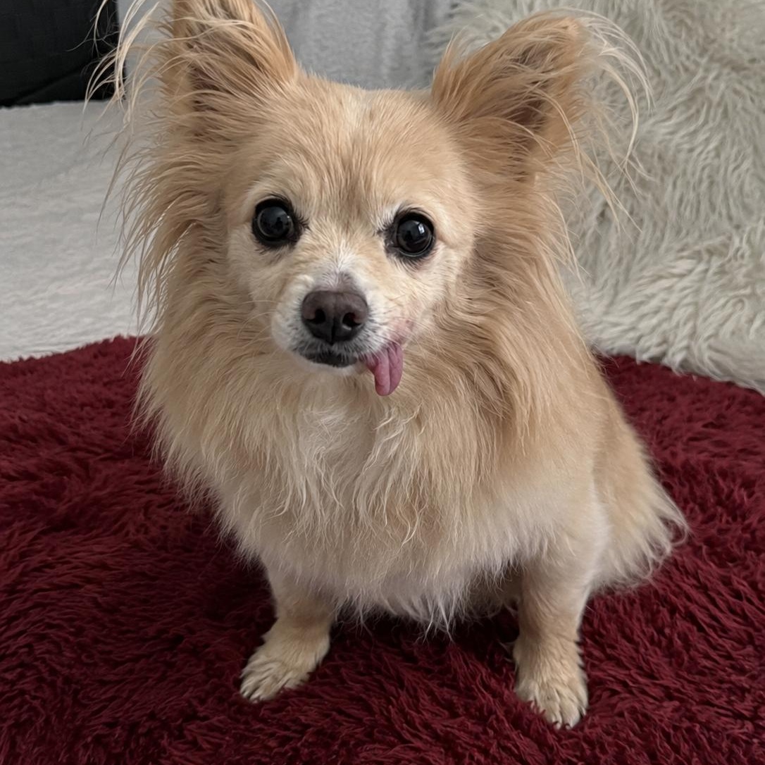 Fluffy, an adopted mixed breed in Mount Prospect, IL image 2/6