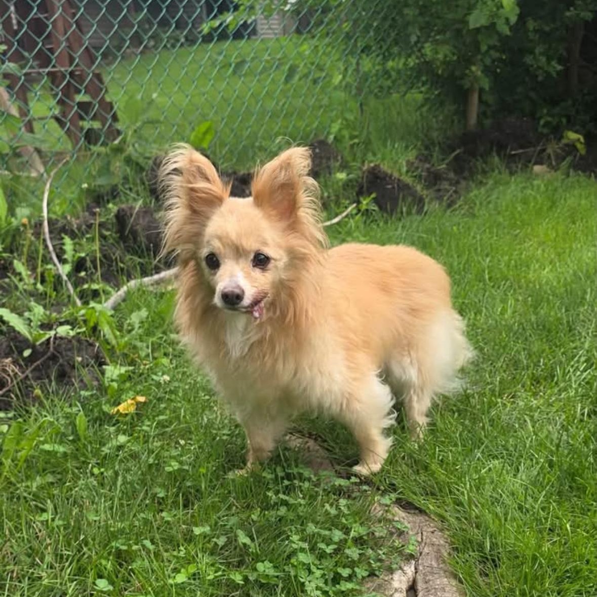 Fluffy, an adopted mixed breed in Mount Prospect, IL image 4/6