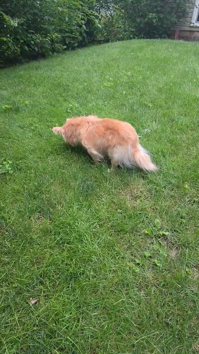 Enlarge Fluffy, an adopted mixed breed in Mount Prospect, IL video 3/6