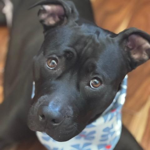 Mac, a Adoptable mixed breed in Chicago, IL image 1/6