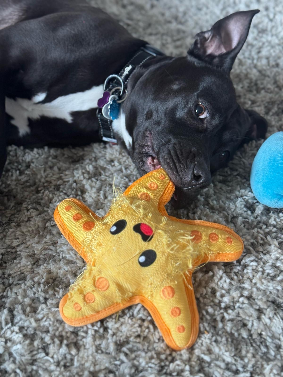 Mac, a Adoptable mixed breed in Chicago, IL image 2/6