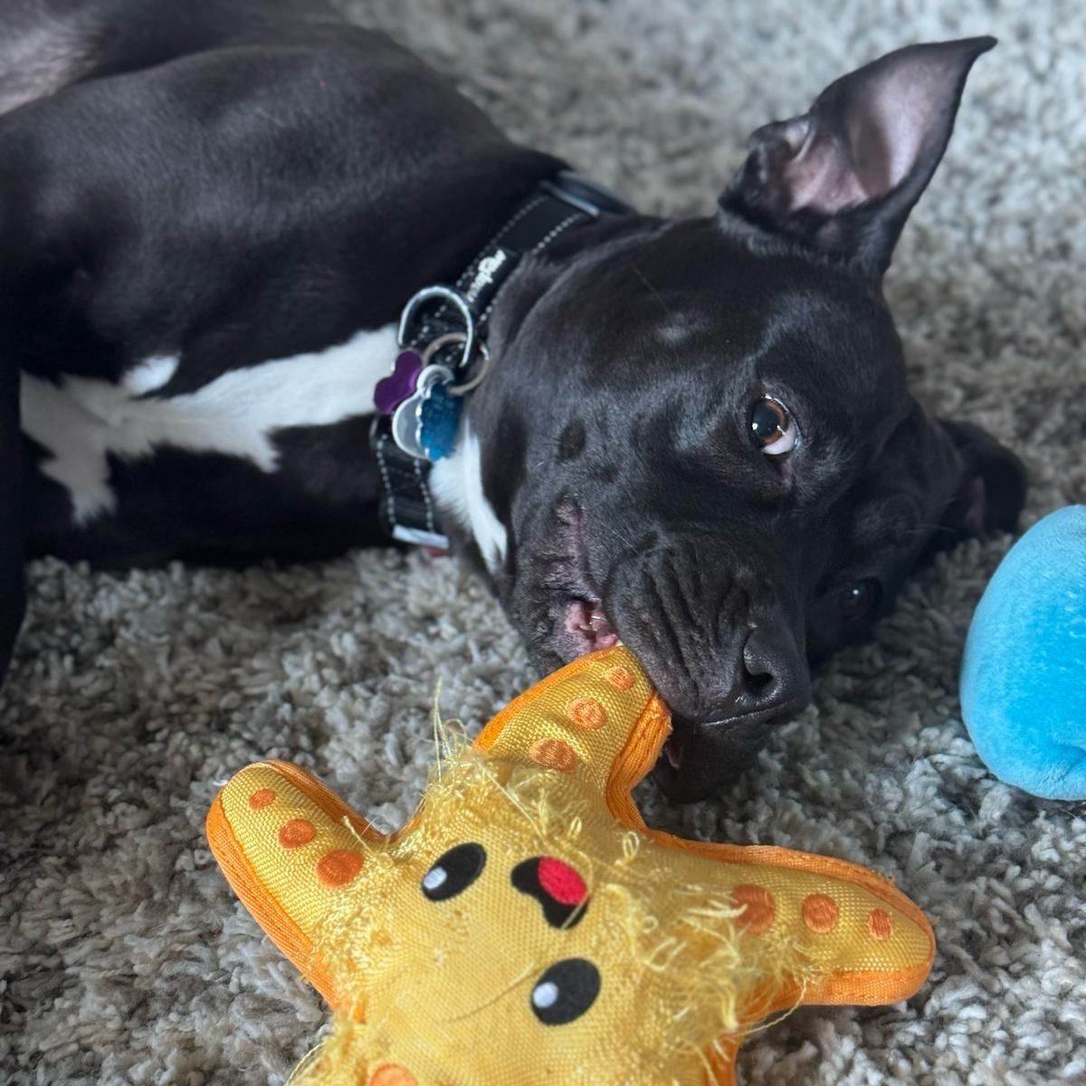 Mac, a Adoptable mixed breed in Chicago, IL image 3/6