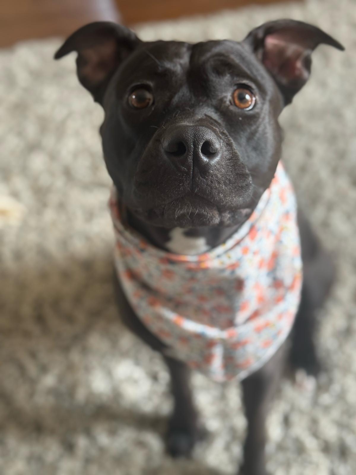 Mac, a Adoptable mixed breed in Chicago, IL image 3/6