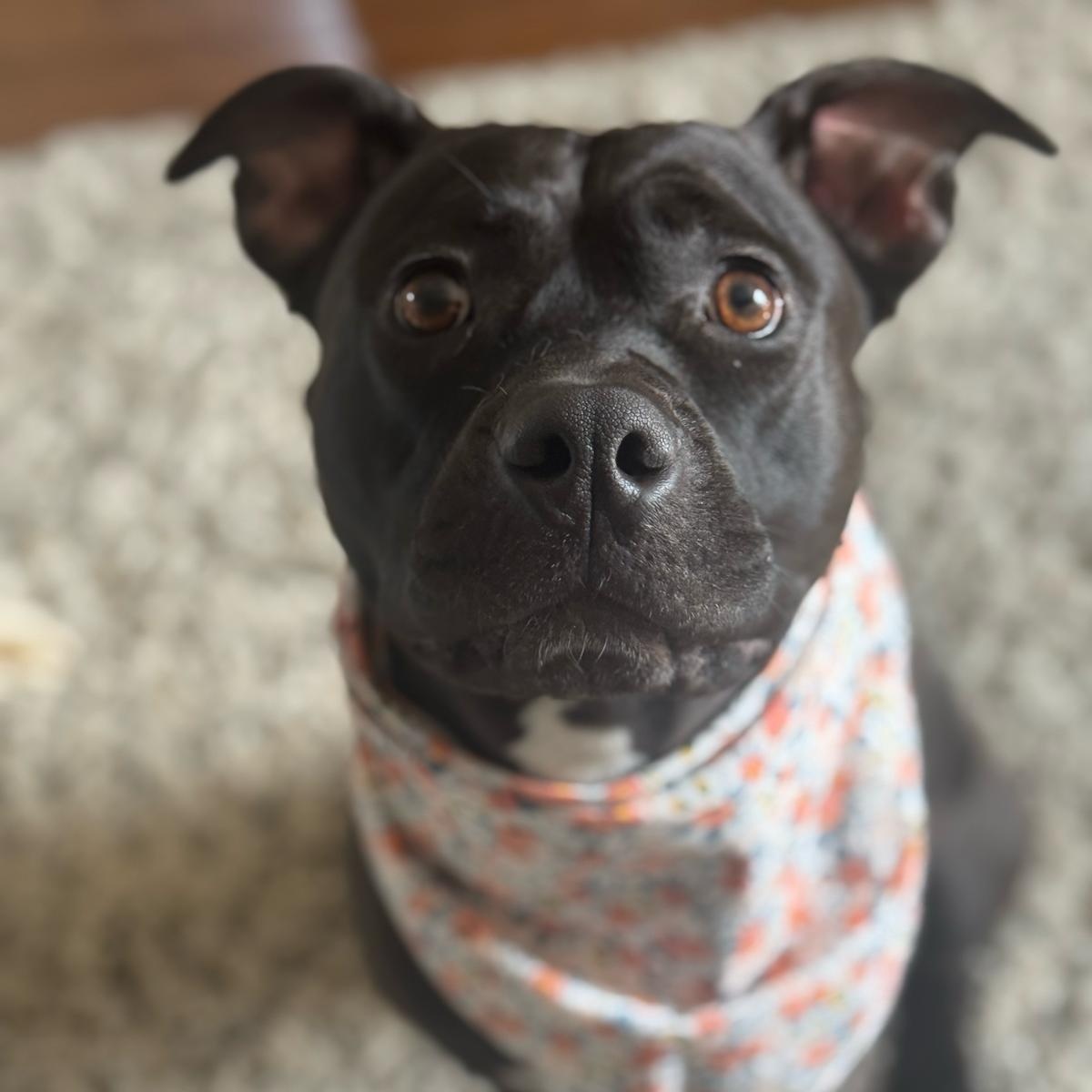 Mac, a Adoptable mixed breed in Chicago, IL image 4/6