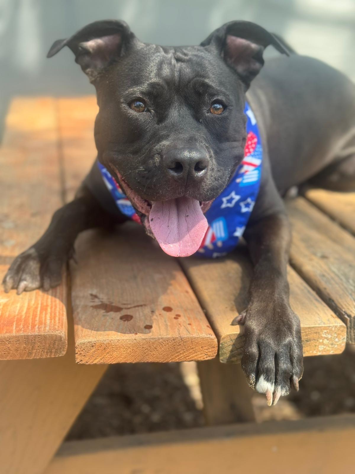 Mac, a Adoptable mixed breed in Chicago, IL image 1/6