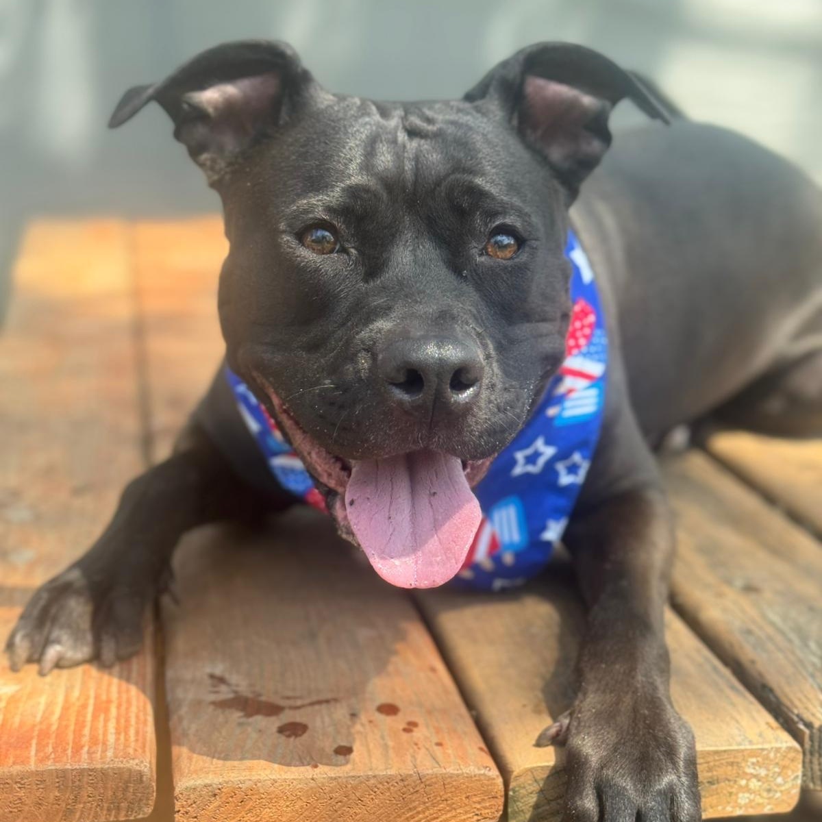 Mac, a Adoptable mixed breed in Chicago, IL image 2/6