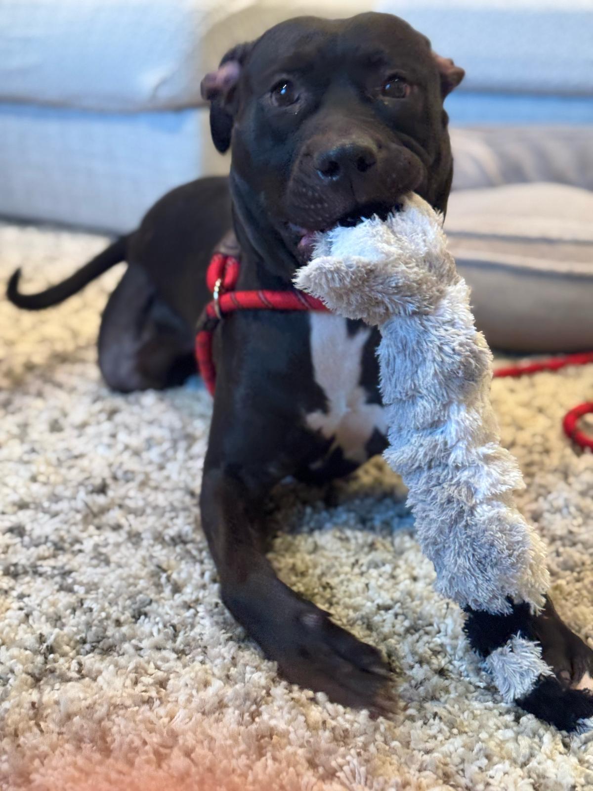 Mac, a Adoptable mixed breed in Chicago, IL image 4/6