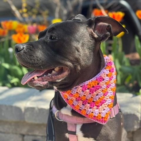 Mac, a Adoptable mixed breed in Chicago, IL image 5/6