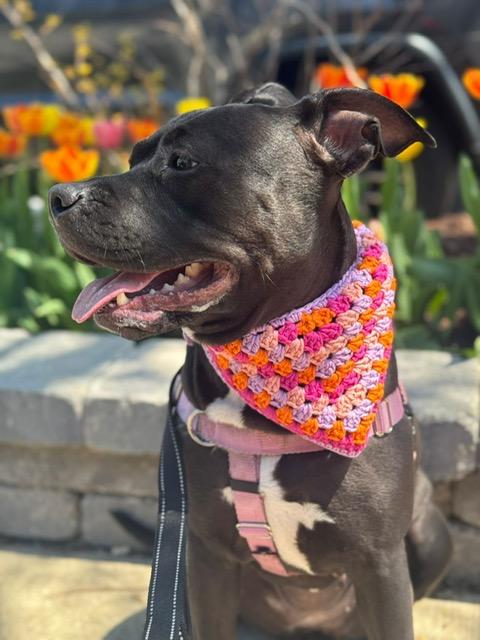 Mac, a Adoptable mixed breed in Chicago, IL image 5/6