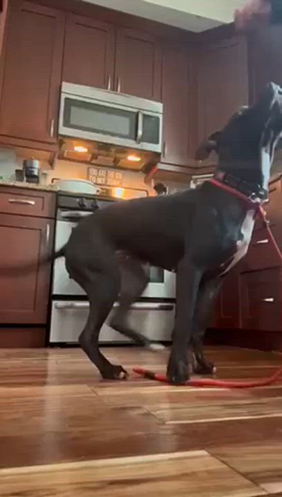 Enlarge Mac, a Adoptable mixed breed in Chicago, IL video 6/6