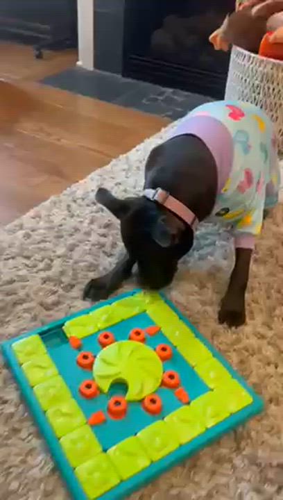 Enlarge Mac, a Adoptable mixed breed in Chicago, IL video 6/6