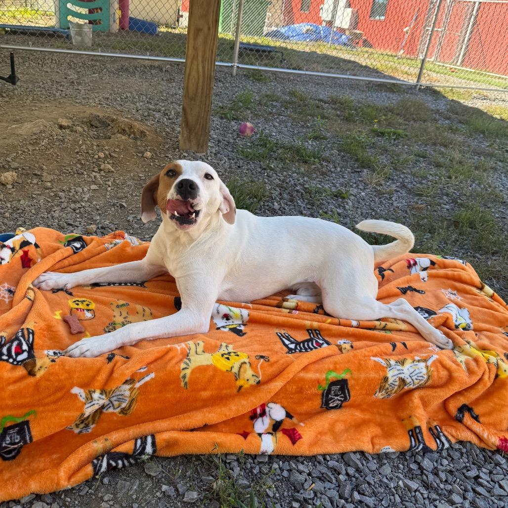 Target, Adoptable, Adult Male Mixed Breed.