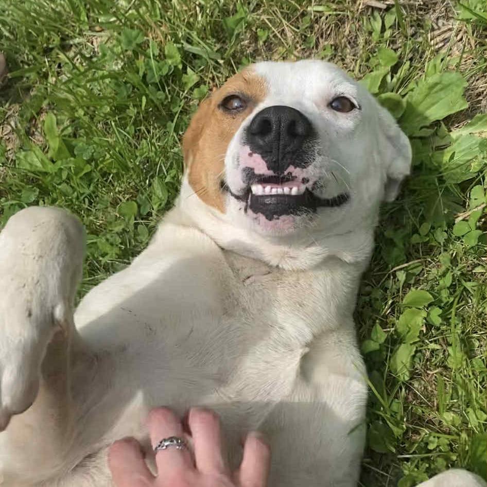 Enlarge Target, a Adoptable Mixed Breed in Fairmont, WV image 4/5