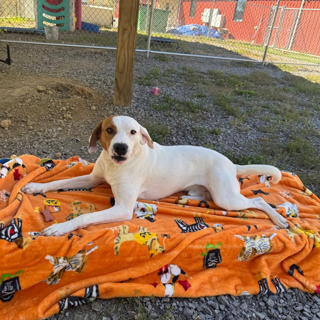 Enlarge Target, a Adoptable Mixed Breed in Fairmont, WV image 5/5