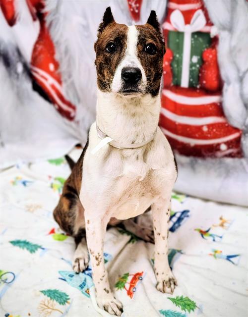 BROWNIE, Adoptable, Young Female Bull Terrier & Pointer.
