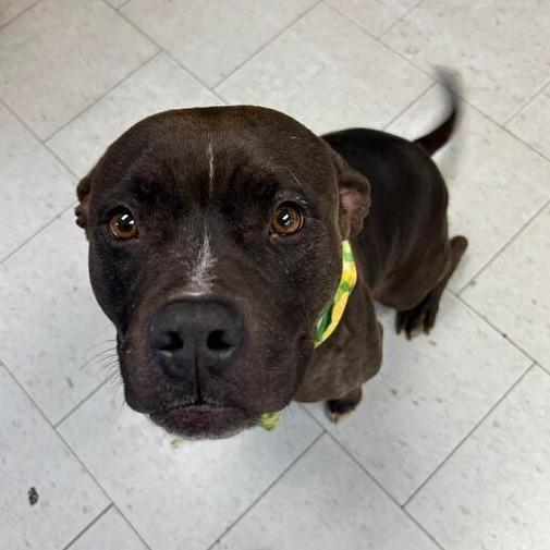 Gracie, Adoptable, Adult Female Pit Bull Terrier.