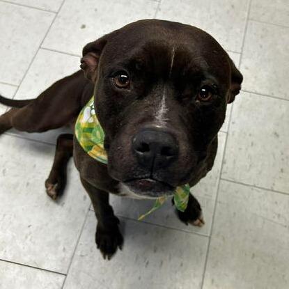 Enlarge Gracie, a Adoptable Pit Bull Terrier in Turlock, CA image 2/4