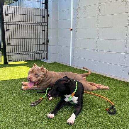 Enlarge Gracie, a Adoptable Pit Bull Terrier in Turlock, CA image 3/4