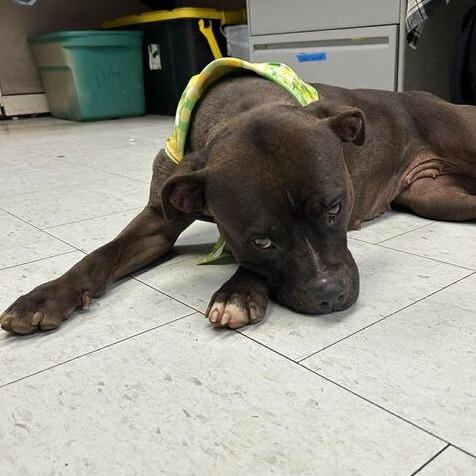 Enlarge Gracie, a Adoptable Pit Bull Terrier in Turlock, CA image 4/4
