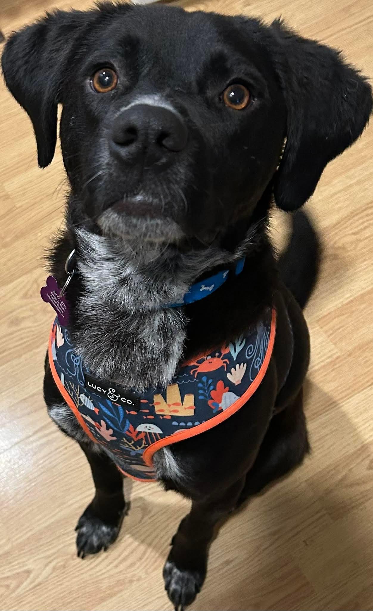 Enlarge Vegas, a ADOPTABLE mixed breed in Washington , PA image 1/1