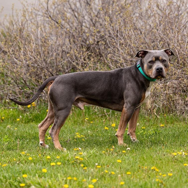 Fiyero, a Adoptable Pit Bull Terrier in Council Bluffs, IA image 2/4