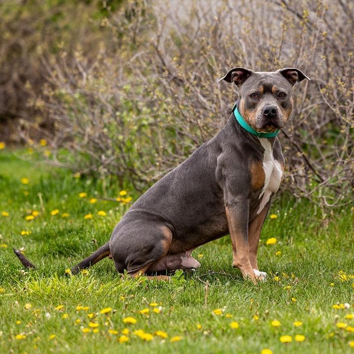 Fiyero, a Adoptable Pit Bull Terrier in Council Bluffs, IA image 3/4