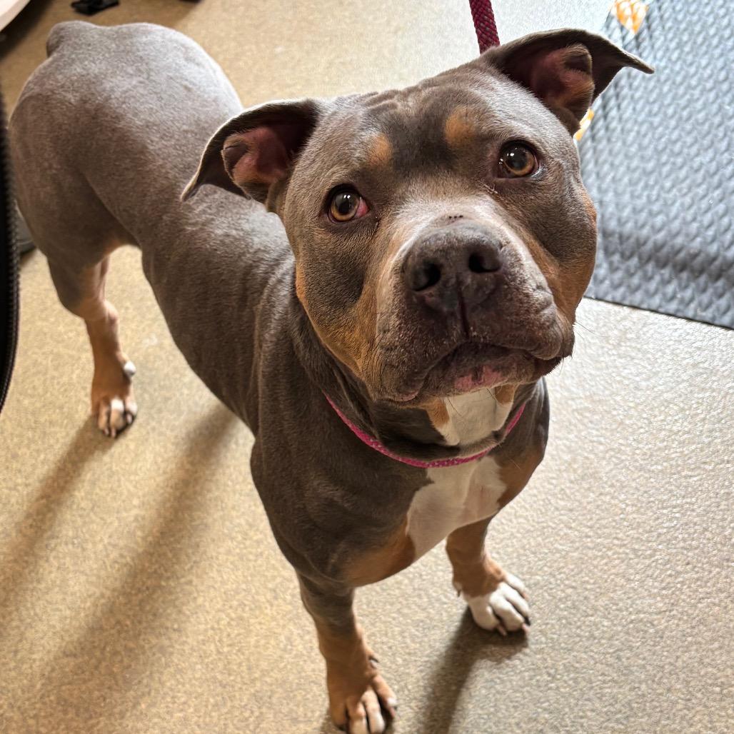 Fiyero, a Adoptable Pit Bull Terrier in Council Bluffs, IA image 4/4