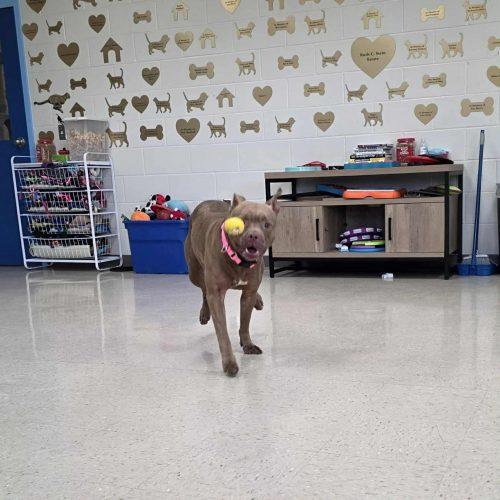 Bella, a Adoptable Pit Bull Terrier in Burlington, IA image 1/5