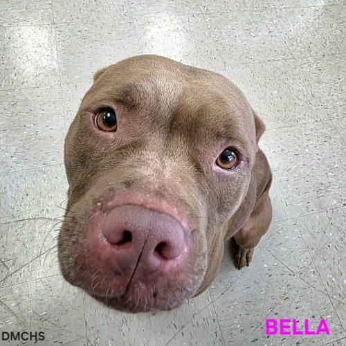 Bella, a Adoptable Pit Bull Terrier in Burlington, IA image 2/5