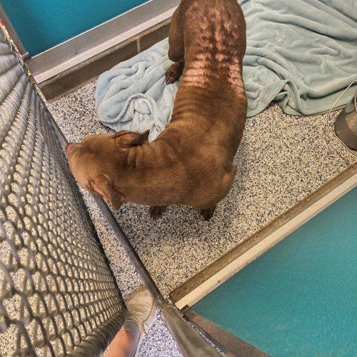 Bella, a Adoptable Pit Bull Terrier in Burlington, IA image 3/5