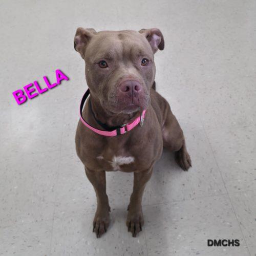Enlarge Bella, a Adoptable Pit Bull Terrier in Burlington, IA image 4/6