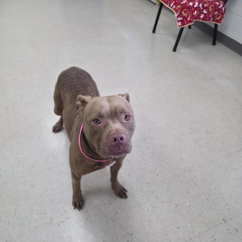 Bella, a Adoptable Pit Bull Terrier in Burlington, IA image 4/5