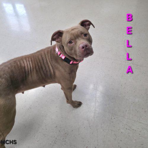 Bella, a Adoptable Pit Bull Terrier in Burlington, IA image 5/5