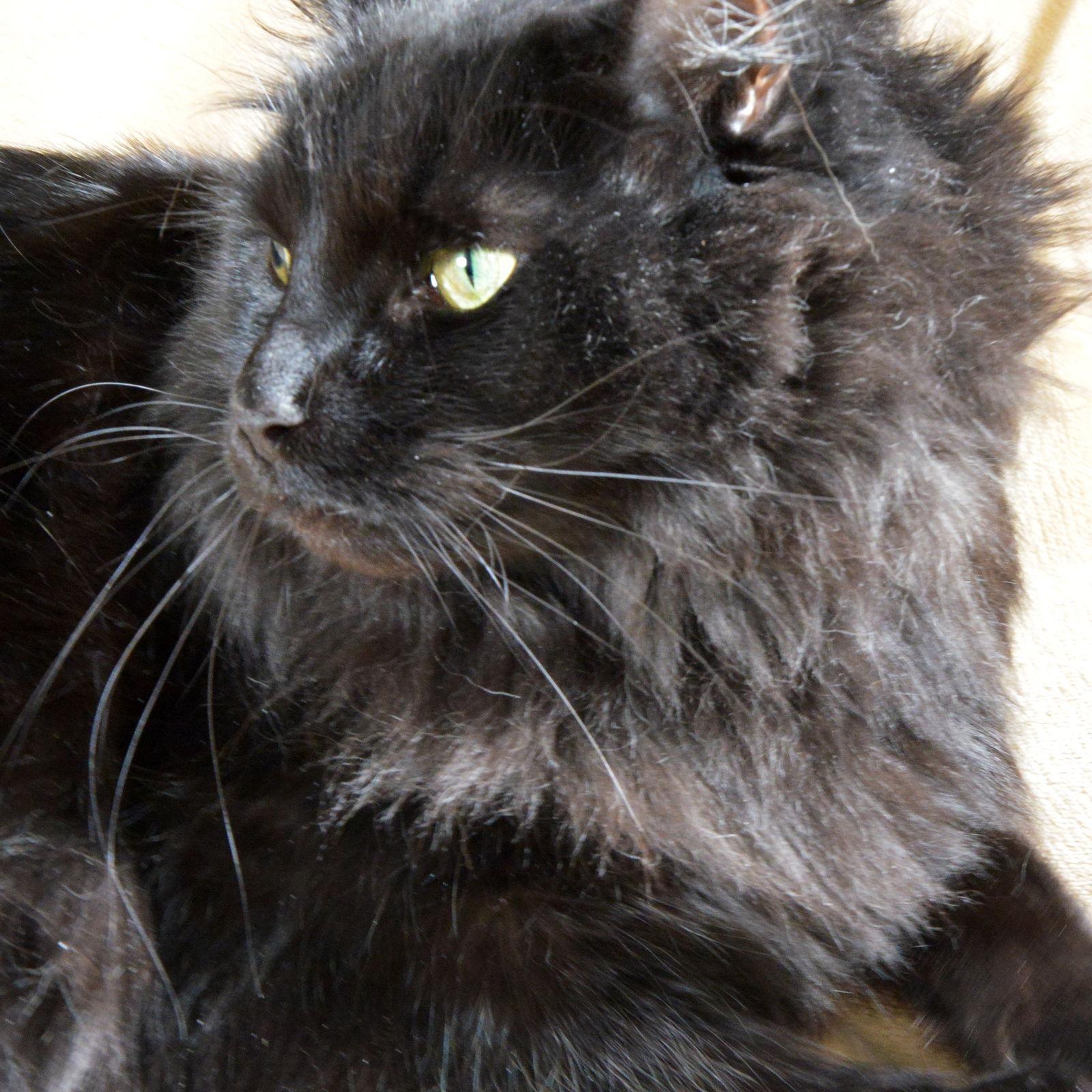 Honey, Adoptable, Adult Female Domestic Medium Hair.