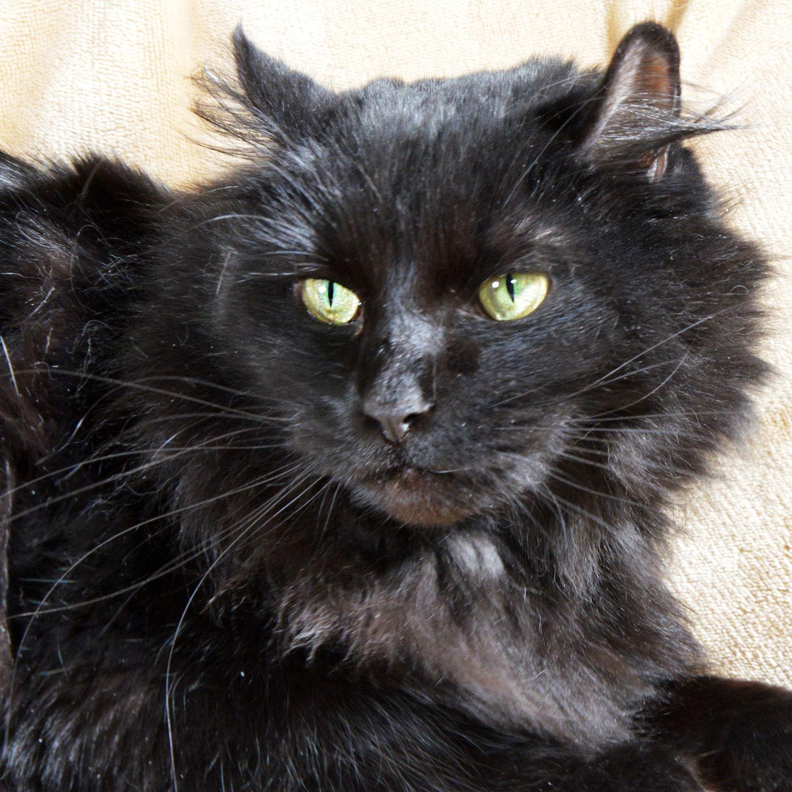 Honey, a Adoptable Domestic Medium Hair in Traverse City, MI image 2/3